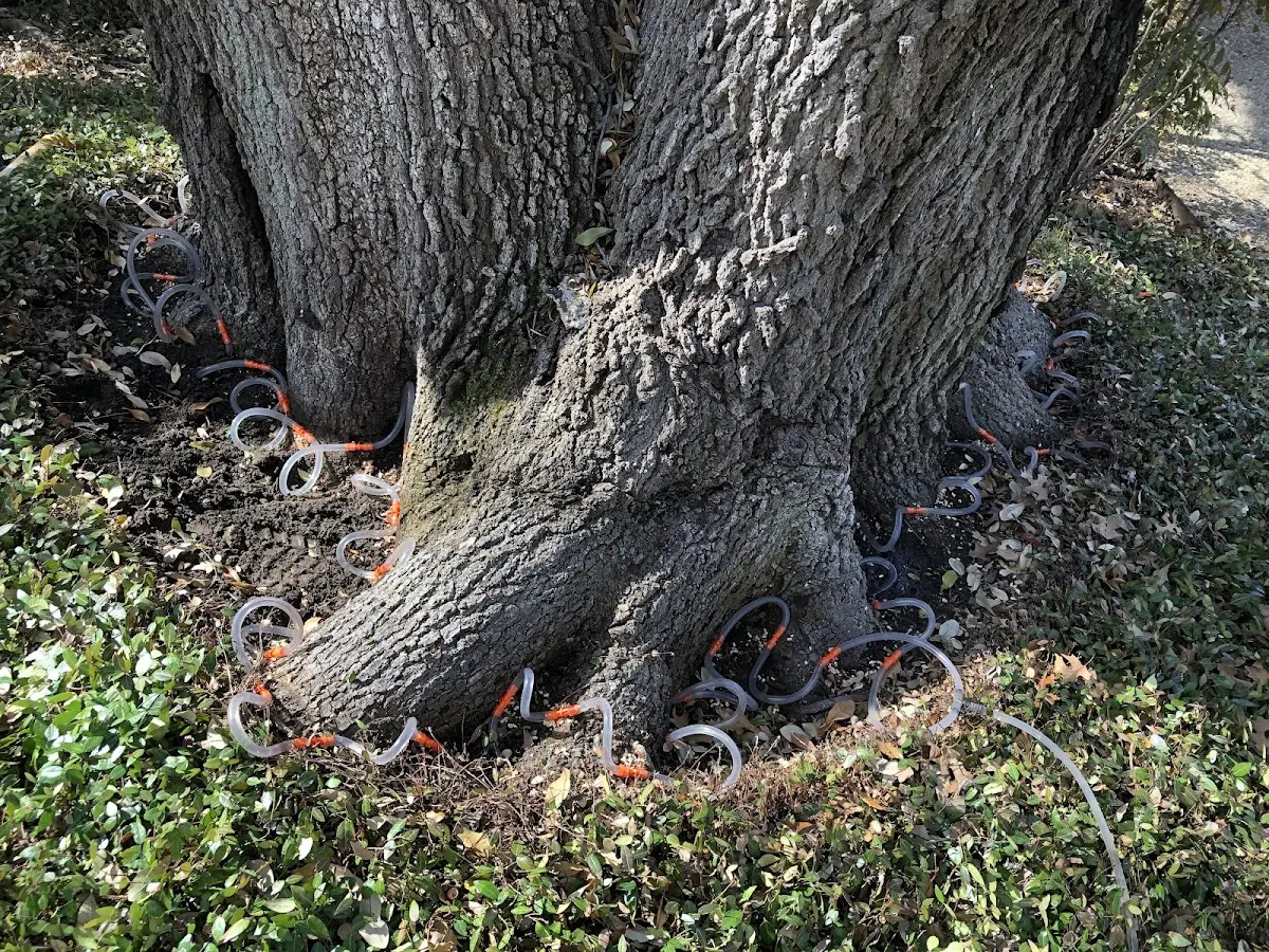 Detailed Tree Cabling and Bracing job site in Buckeye